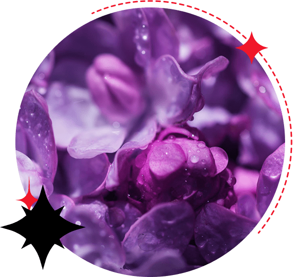 fioletovyj-tsvet-v-dizajne