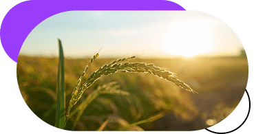 fioletovyj-tsvet-v-dizajne