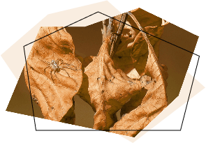 rozovyj-tsvet-v-dizajne