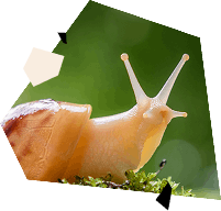 rozovyj-tsvet-v-dizajne